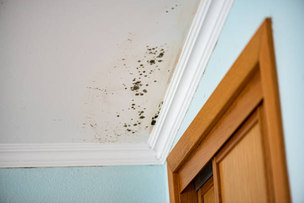 Best Residential Mold Remediation in Leadington, MO