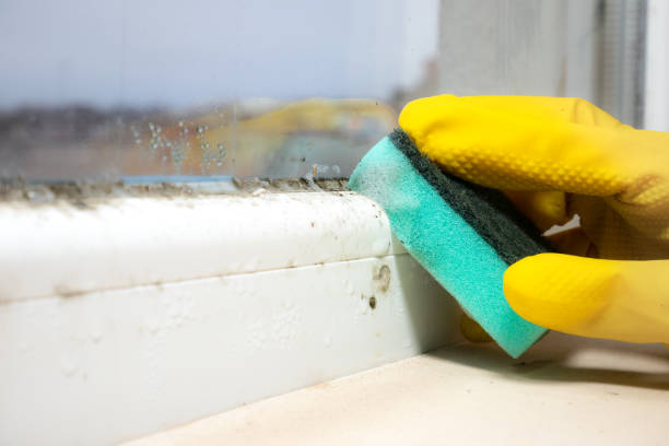 Best White Mold Remediation in Leadington, MO