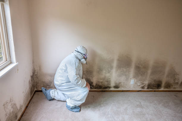 Best Industrial Mold Remediation in Leadington, MO