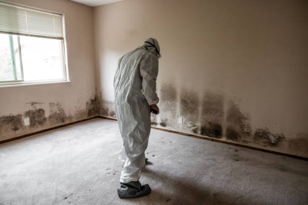 Best Attic Mold Remediation in Leadington, MO